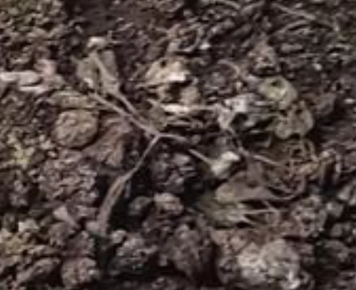 Aynı fidenin lazerden 15 gün sonra tamamen kurumuş hâli